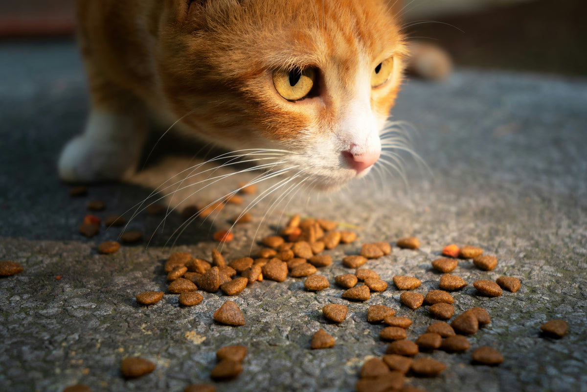 Hautprobleme durch Nahrungsmittelallergien bei Katzen
