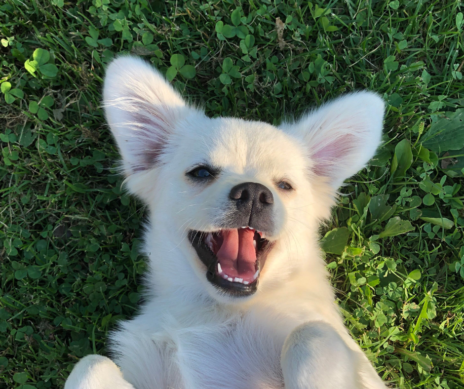 Stressbedingter Juckreiz beim Hund – Symptome früh erkennen und die Haut natürlich unterstützen