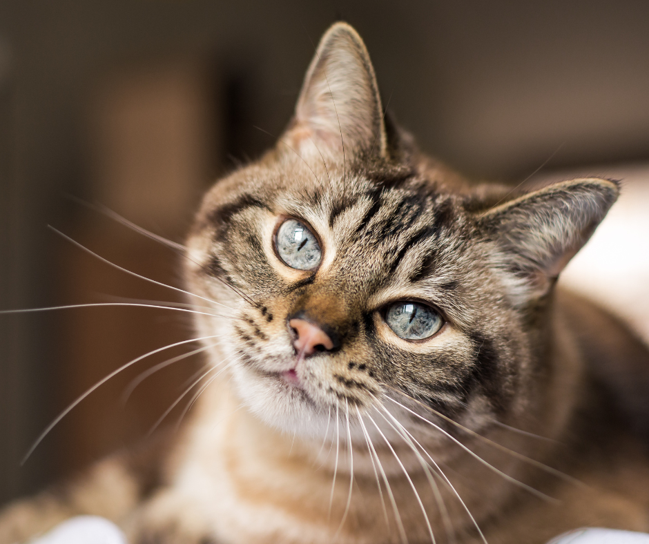Stressbedingte Hautprobleme bei Katzen