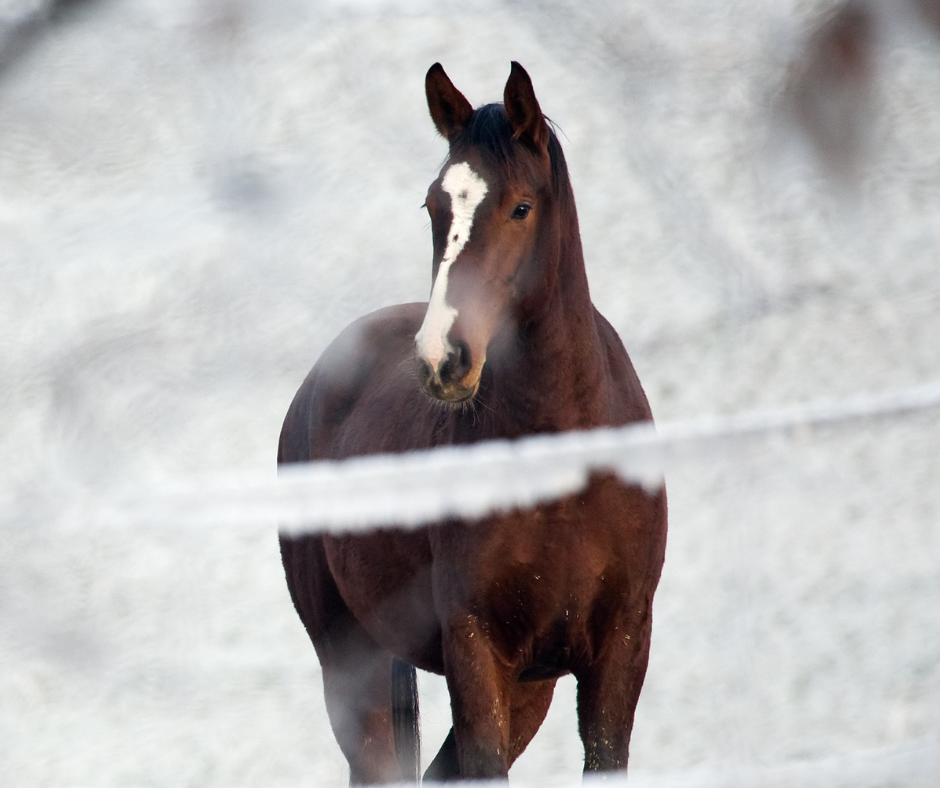 Wundheilung beim Pferd im Winter
