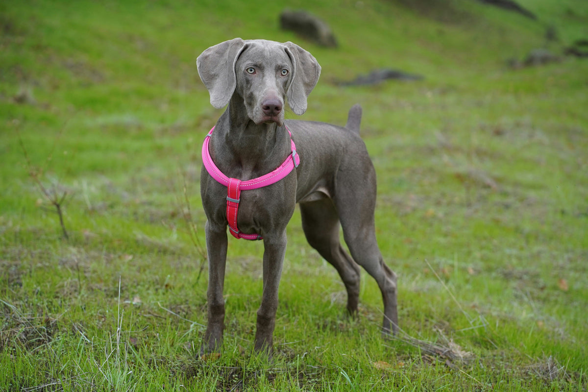 Blue skin (CDA) Syndrom: Symptome beim Hund