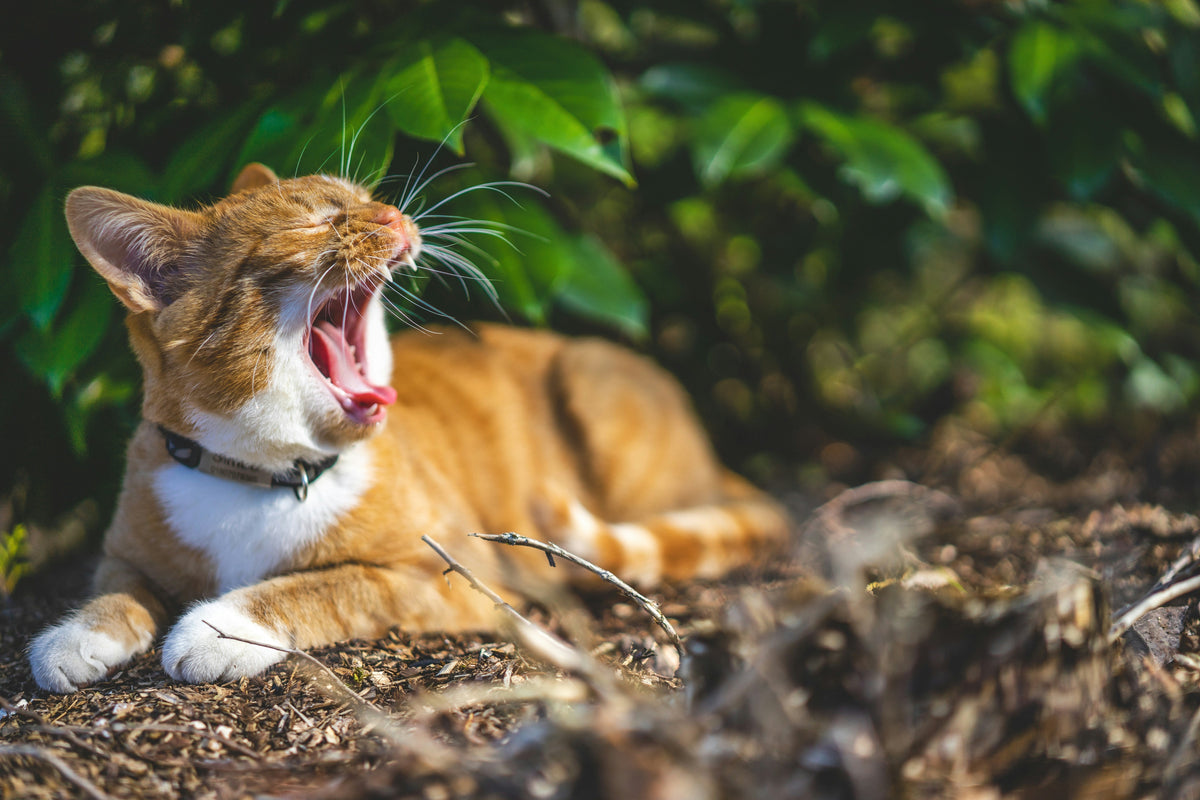 Eine rot-weiße Katze liegt gähnend unter einem Busch