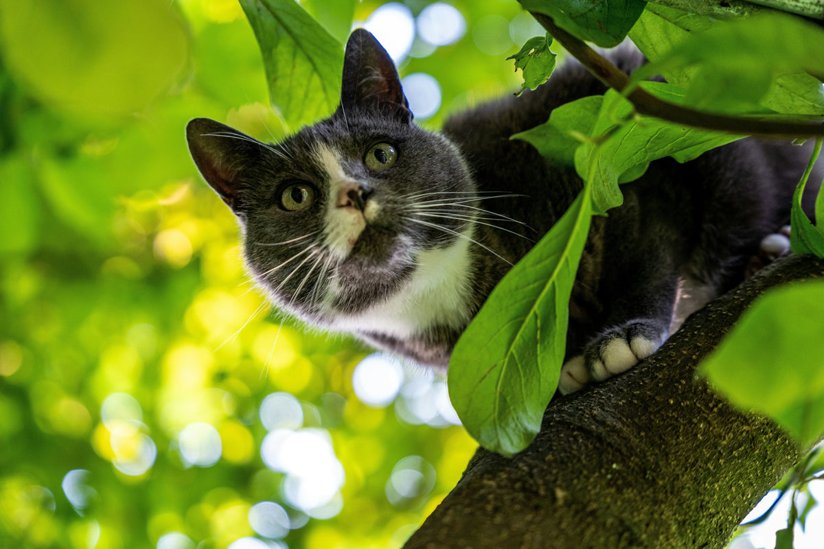 Hotspots bei Katzen: Natürliche Hilfe für akute feuchte Dermatitis