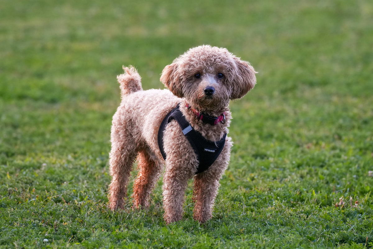 Juckende Haut und Zecken? So schützt du deinen Hund im August