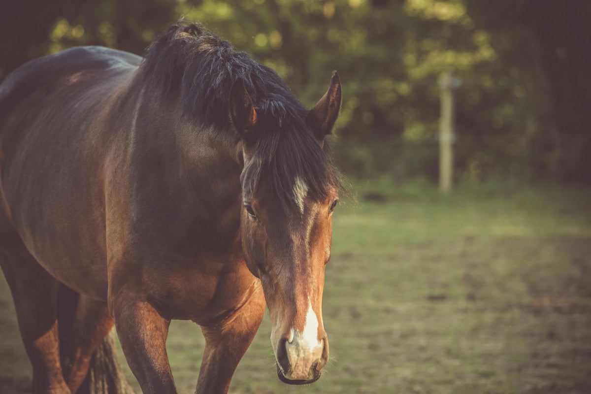Juckt sich dein Pferd mehr als sonst? Das steckt dahinter