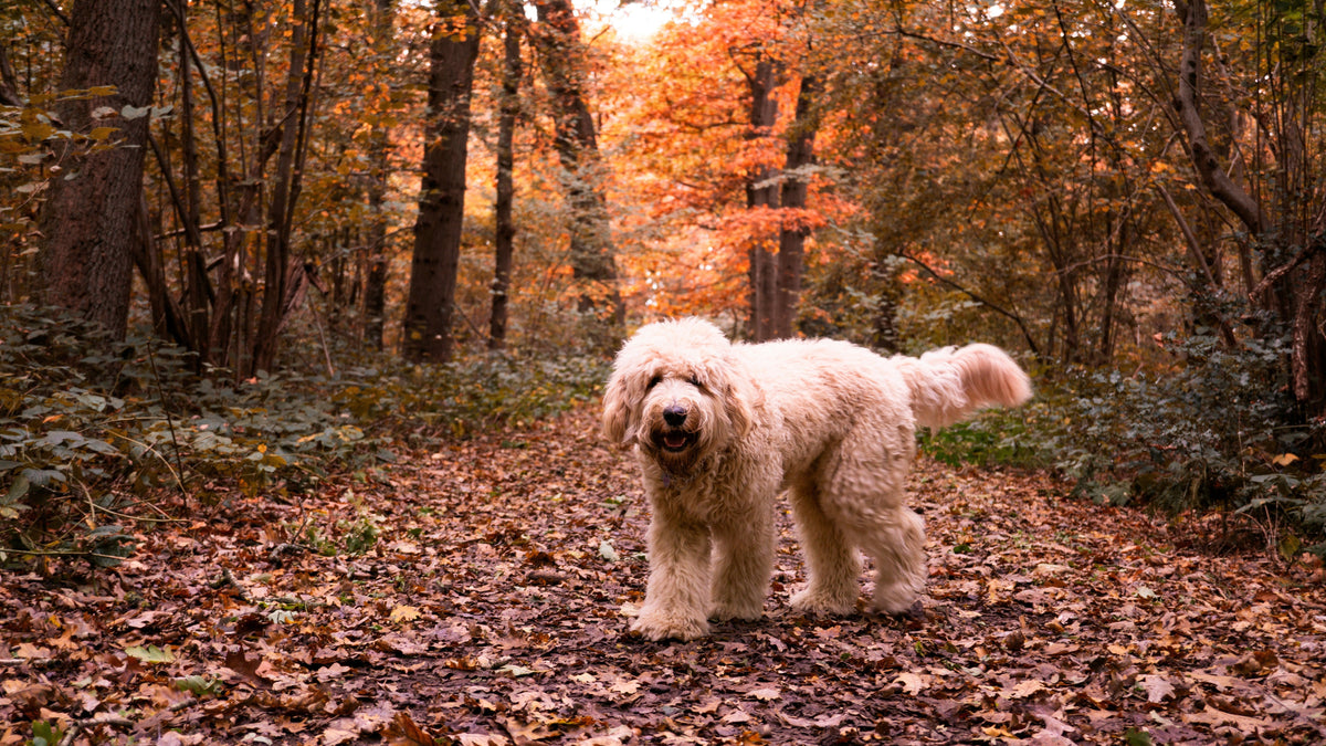 Ein Königspudel steht in einem Herbstwald