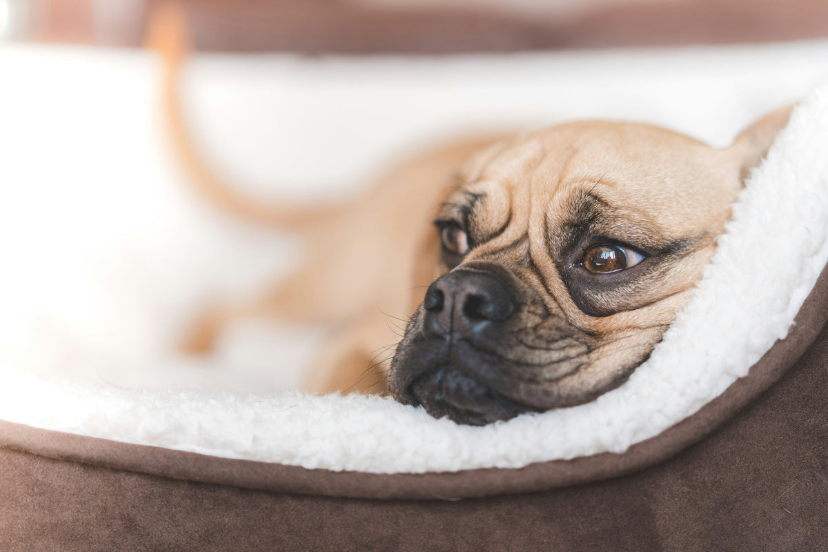 Hautprobleme beim Hund: Kann das Hundebett schuld sein?