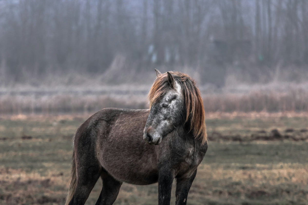 Älteres Pferd, neue Hautbedürfnisse