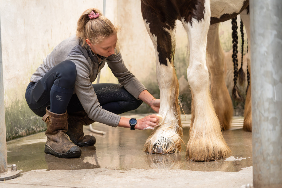 Winter Glow Horse Set