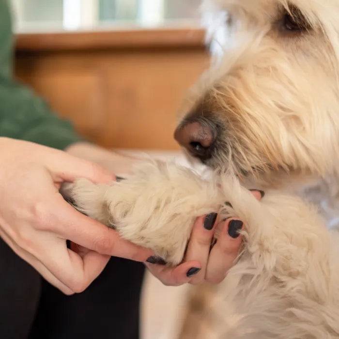 Skin RepairGel Dog 50 ml