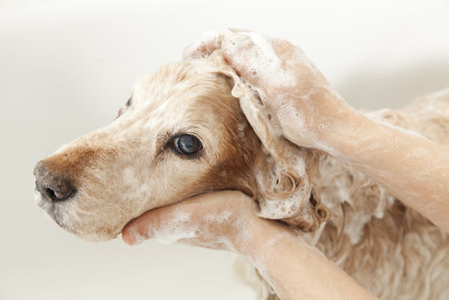jeuk behandelen hond wassen