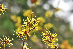 Toverhazelaar (hamamelis virginia)