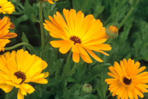 Calendula_officinalis