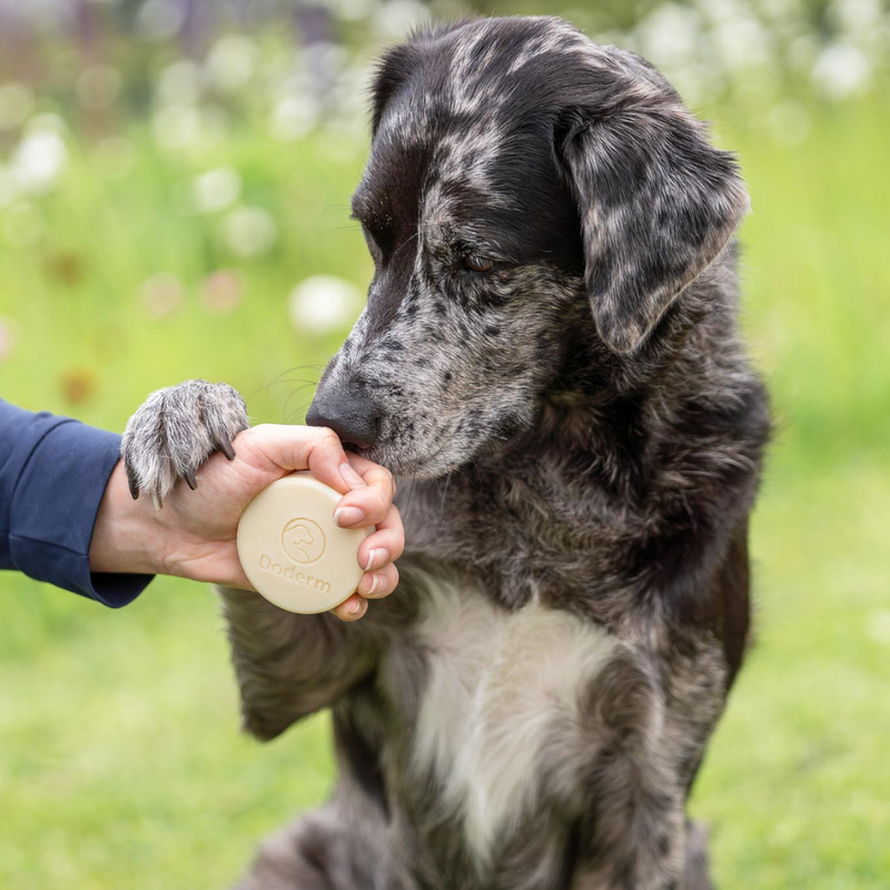 Doderm Alpaka Shampoo Bar Pet