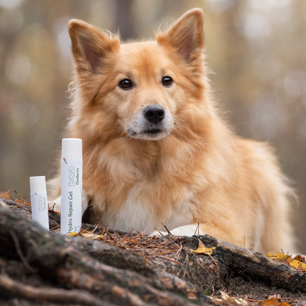 Hydro RepairGel pour animaux de compagnie